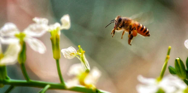 Punture di vespe, prevenirle è meglio